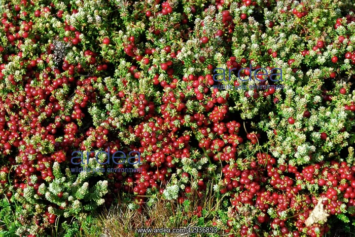 : Crawberry, Falkland Islands : Crawberry, Falkland Islands