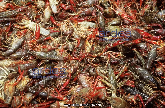 : Crawfish : Crawfish