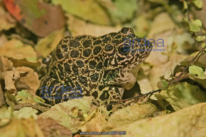 : Crawfish Frog : Crawfish Frog