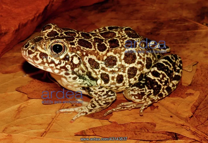 : Crawfish Frog : Crawfish Frog