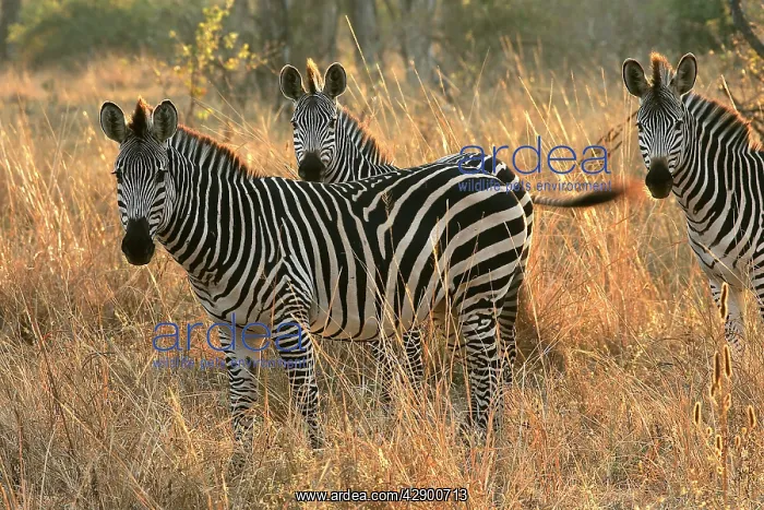 : Crawshay's Zebra - three : Crawshay's Zebra - three