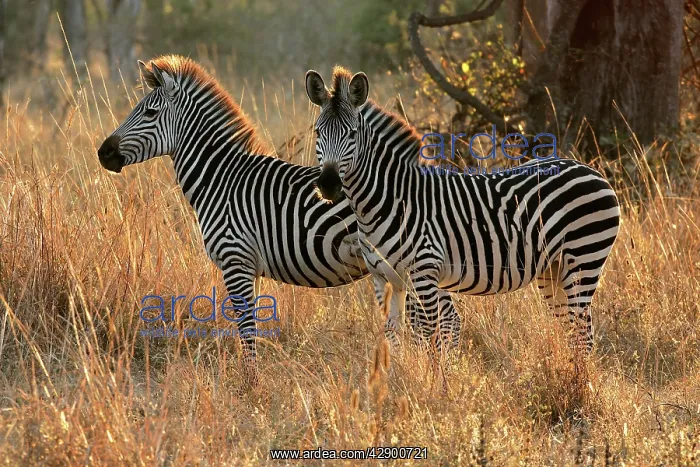 : Crawshay's Zebra - two : Crawshay's Zebra - two