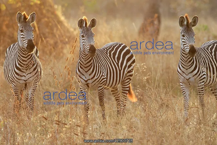  : Crawshay's Zebra - three