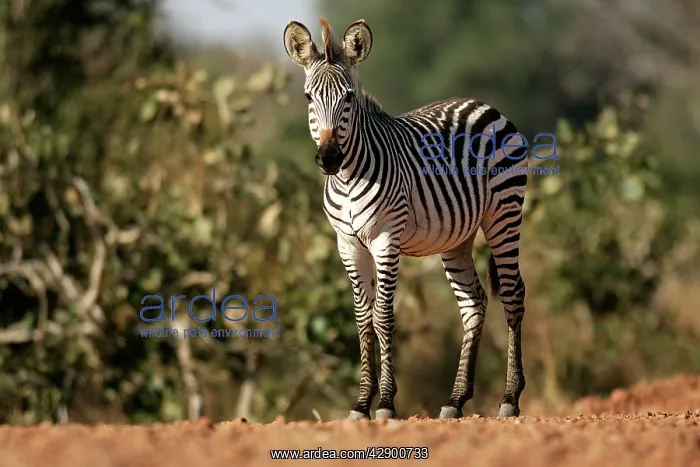 : Crawshay's Zebra