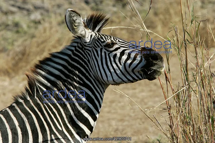 : Crawshay's Zebra : Crawshay's Zebra