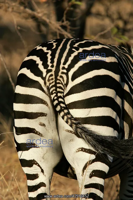 : Crawshay's Zebra - bottom : Crawshay's Zebra - bottom
