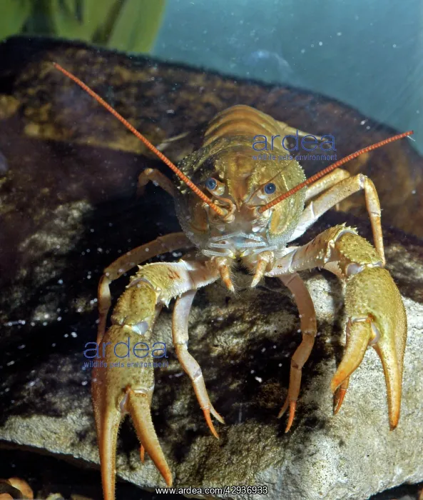  : Crayfish