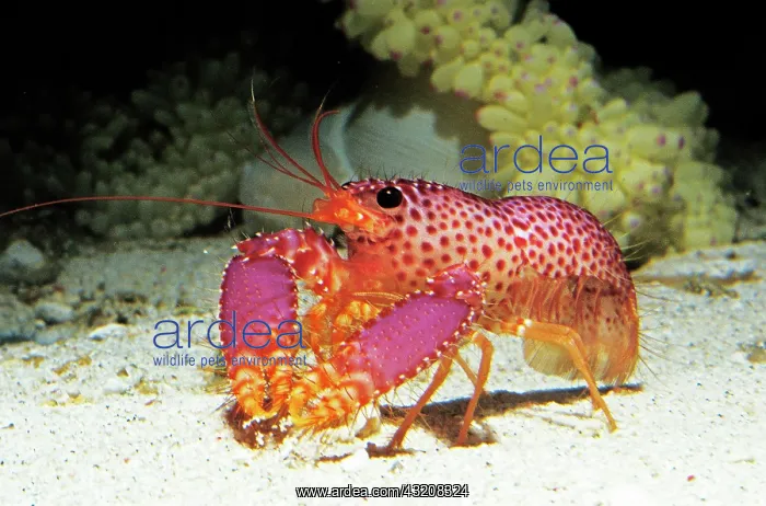 : Crayfish : Crayfish