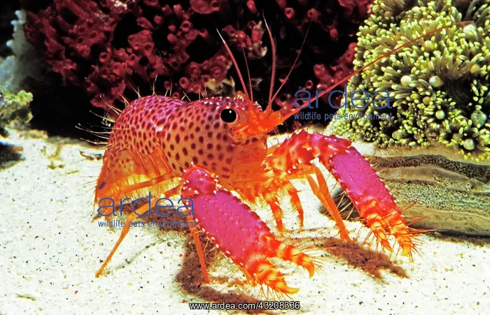 : Crayfish : Crayfish