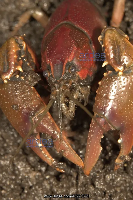 : Crayfish. Mound-building crayfish (Cambarus sp.) in the Baker Wetlands near Lawrence, KS : Crayfish. Mound-building crayfish (Cambarus sp.) in the Baker Wetlands near Lawrence, KS
