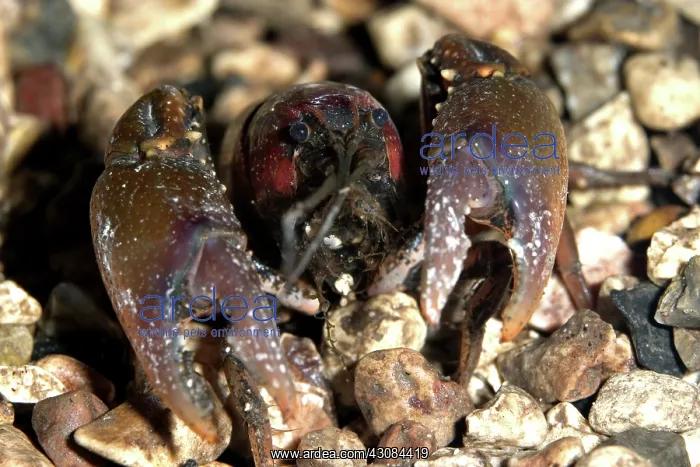 : Crayfish (Cambarus sp.) : Crayfish (Cambarus sp.)