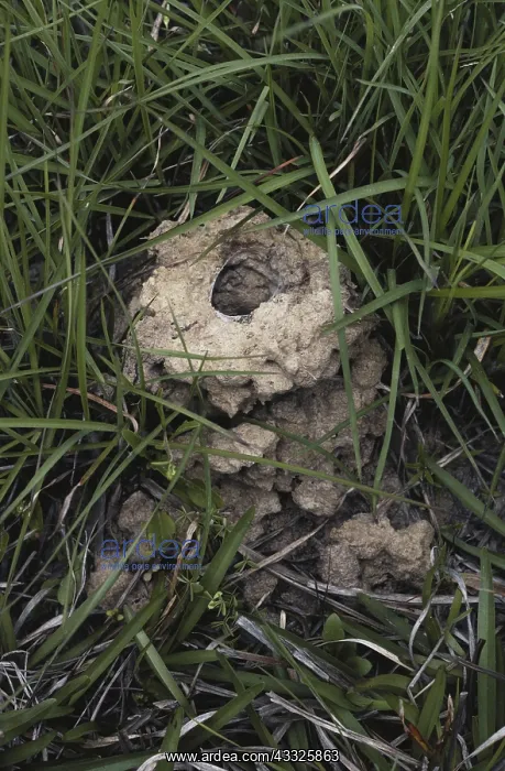 : Crayfish Chimney : Crayfish Chimney