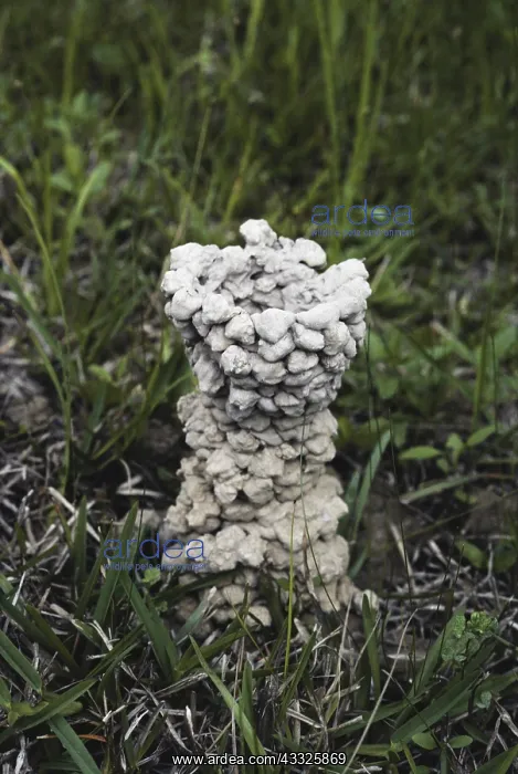 : Crayfish Chimney : Crayfish Chimney