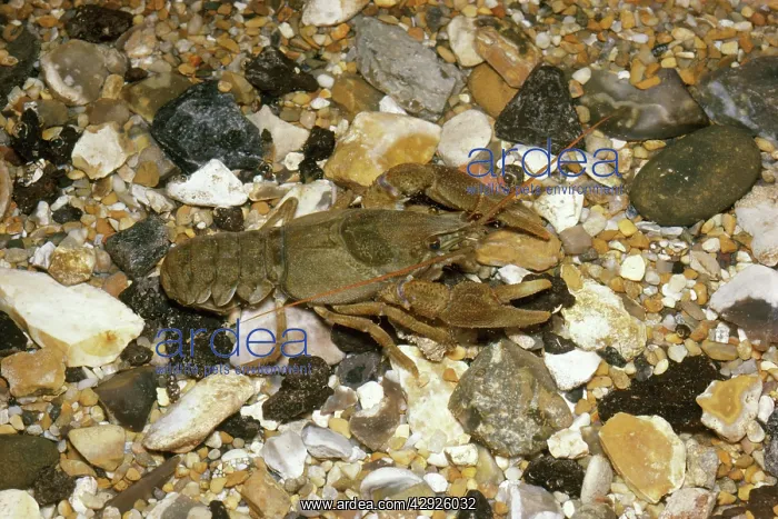 : CRAYFISH - IN SHALLOW WATER : CRAYFISH - IN SHALLOW WATER