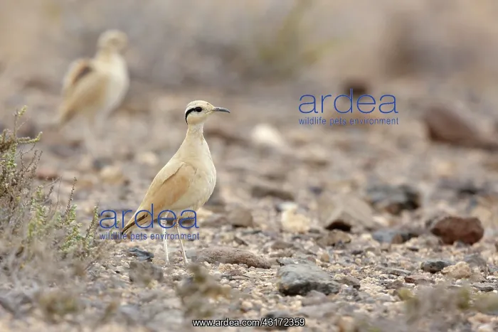 : Cream-colored Courser : Cream-colored Courser