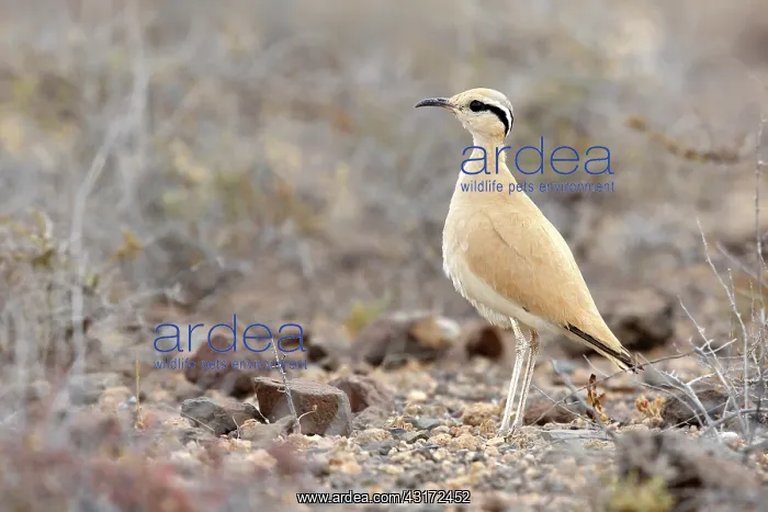 : Cream-colored Courser : Cream-colored Courser