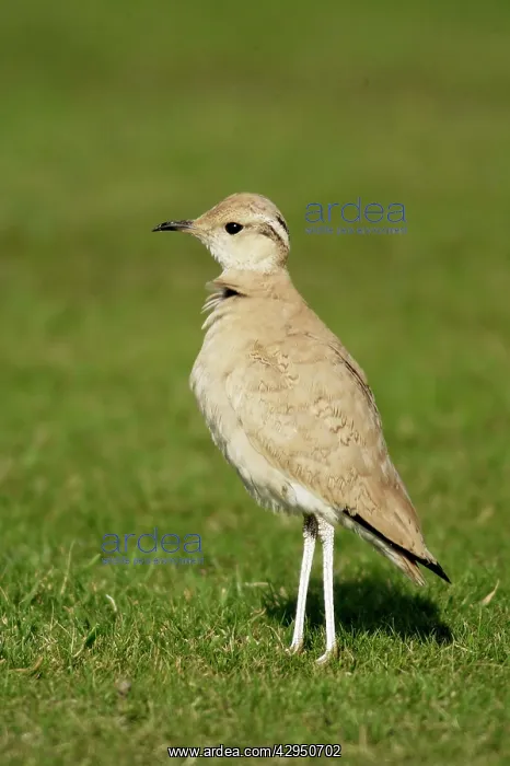 : Cream-Coloured Courser - juvenile : Cream-Coloured Courser - juvenile