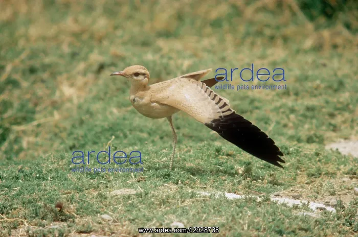 : Cream Coloured Courser - Juvenile stretching wingS : Cream Coloured Courser - Juvenile stretching wingS