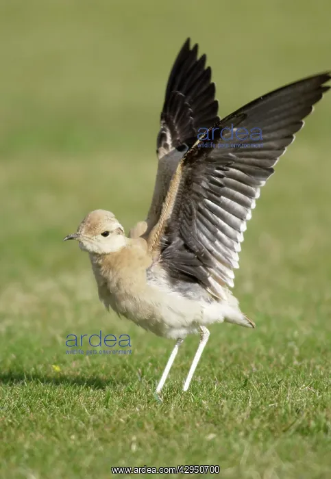 : Cream-Coloured Courser - juvenile - wing stretching : Cream-Coloured Courser - juvenile - wing stretching