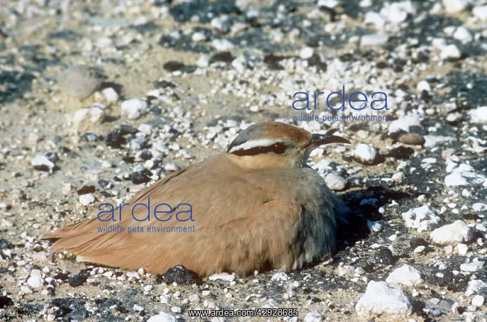: Cream-coloured courser - sitting on nestSS : Cream-coloured courser - sitting on nestSS