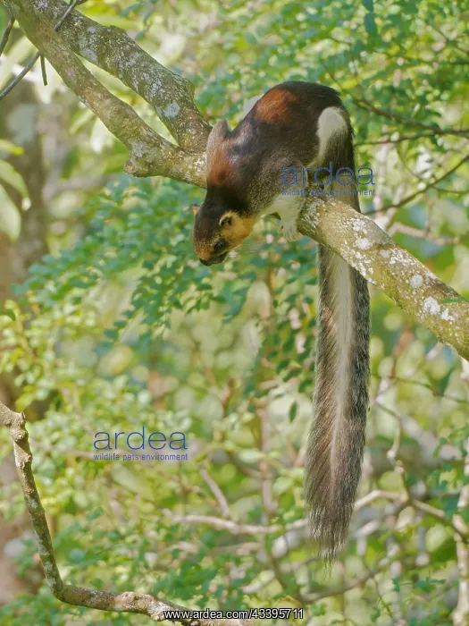 : Cream Coloured Giant Squirrel Ratufa affinis Sab : Cream Coloured Giant Squirrel Ratufa affinis Sab