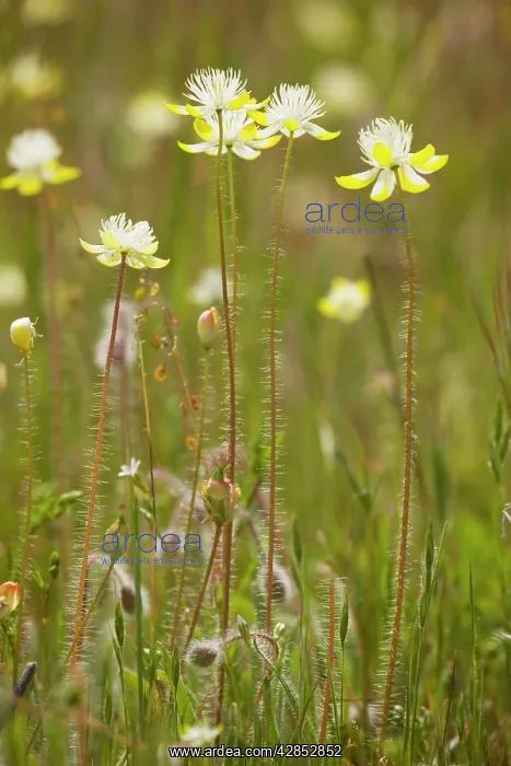 : Cream Cups - member of the poppy family : Cream Cups - member of the poppy family