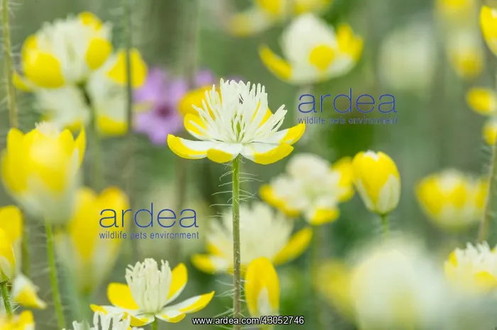 : Cream Cups (Platystemon californicus) wildflowers