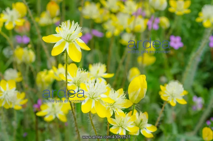 : Cream Cups (Platystemon californicus) wildflowers : Cream Cups (Platystemon californicus) wildflowers