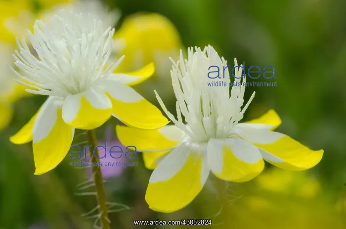 : Cream Cups (Platystemon californicus) wildflowers : Cream Cups (Platystemon californicus) wildflowers
