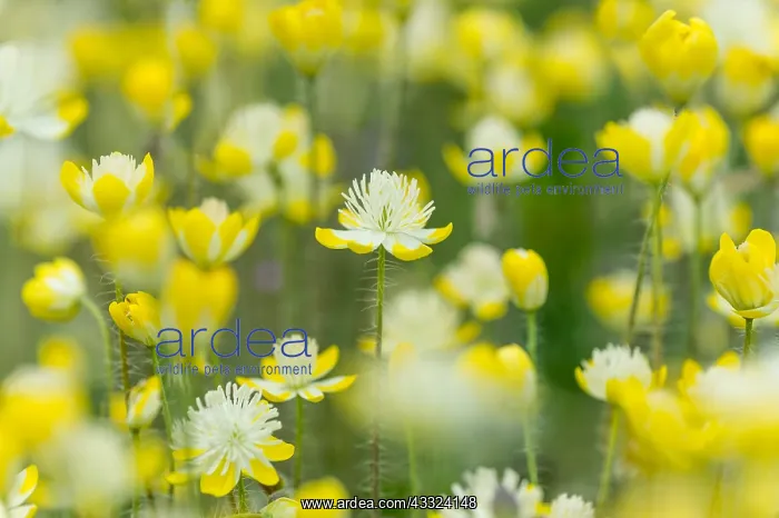 : Cream Cups (Platystemon californicus) wildflowers : Cream Cups (Platystemon californicus) wildflowers