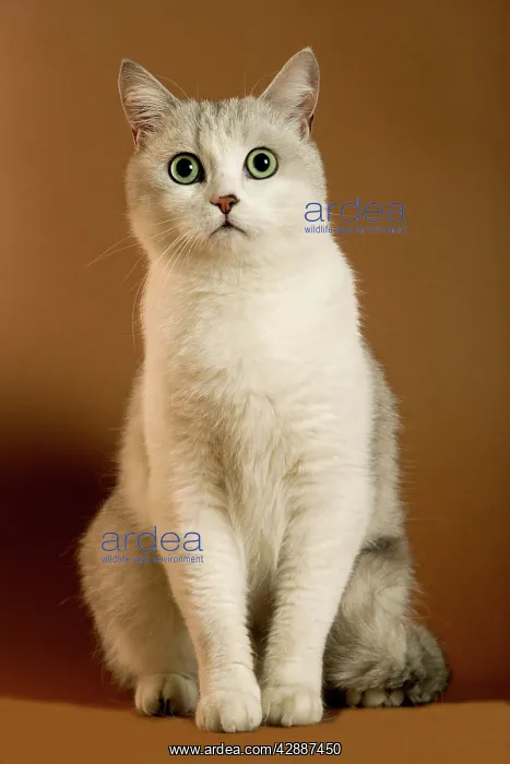  : Cream European Shorthair Cat