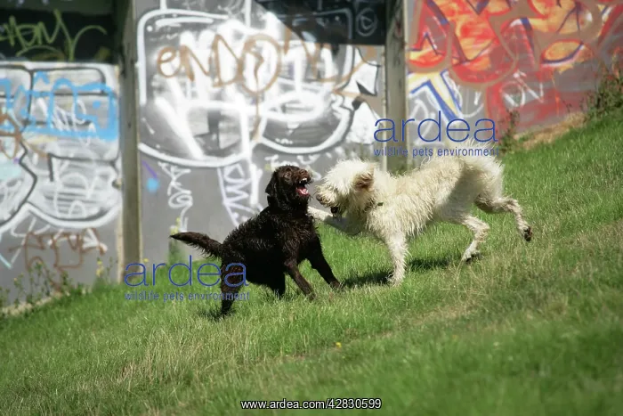 : Cream labradoodle + Chocolate labradoodle in field : Cream labradoodle + Chocolate labradoodle in field