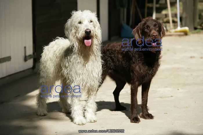 : Cream labradoodle + Chocolate labradoodle in front of stable : Cream labradoodle + Chocolate labradoodle in front of stable