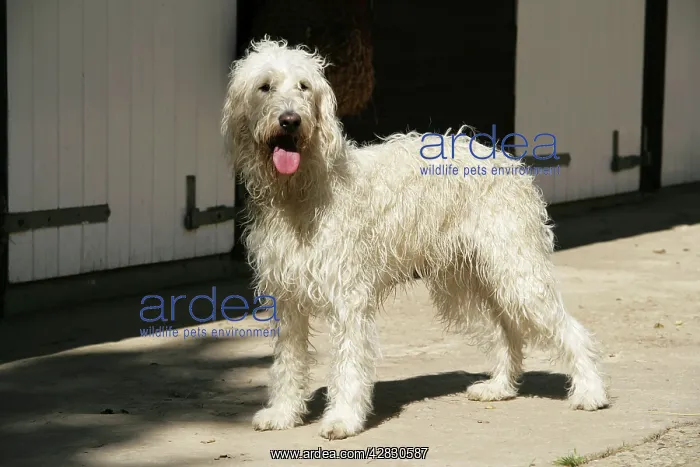 : Cream labradoodle infront of stable : Cream labradoodle infront of stable