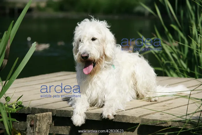 : Cream labradoodle lying on wooden platform : Cream labradoodle lying on wooden platform