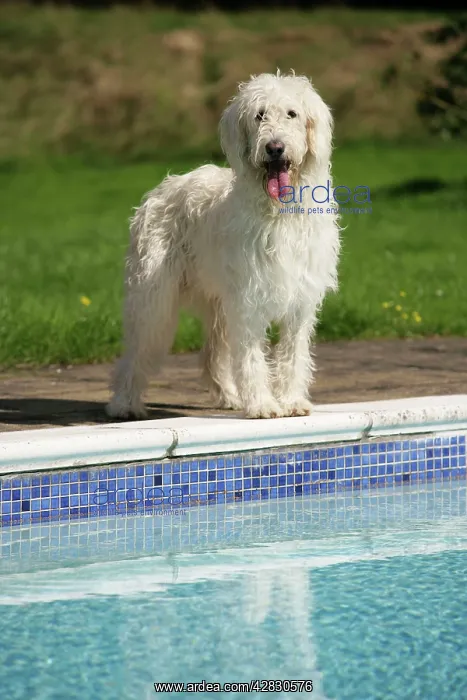  : Cream labradoodle by pool