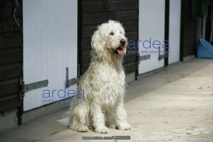 : Cream labradoodle sitting in front of stables : Cream labradoodle sitting in front of stables