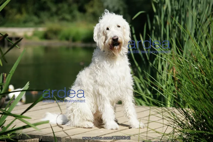 : Cream labradoodle sitting on wooden platform : Cream labradoodle sitting on wooden platform