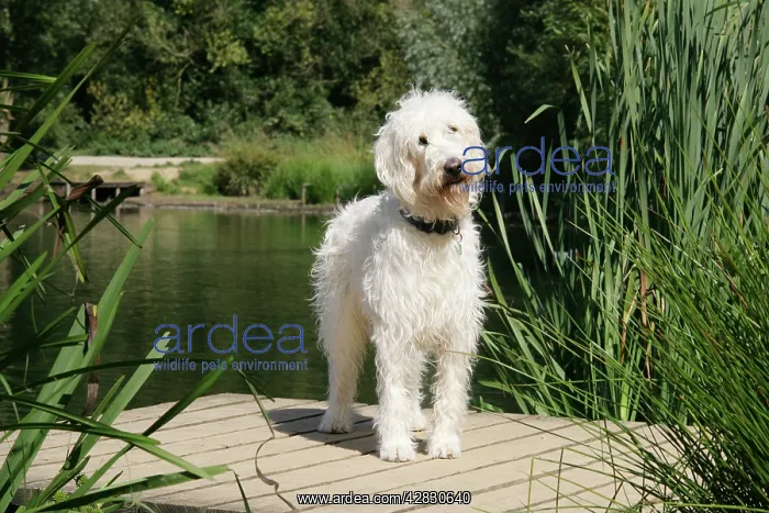 : Cream labradoodle standing on wooden platform : Cream labradoodle standing on wooden platform