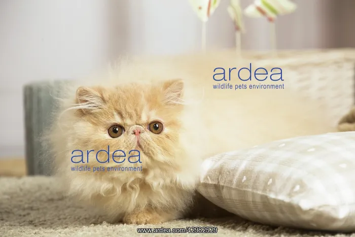 : Cream Persian cat indoors : Cream Persian cat indoors