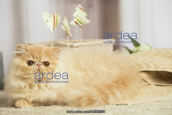 : Cream Persian cat indoors : Cream Persian cat indoors