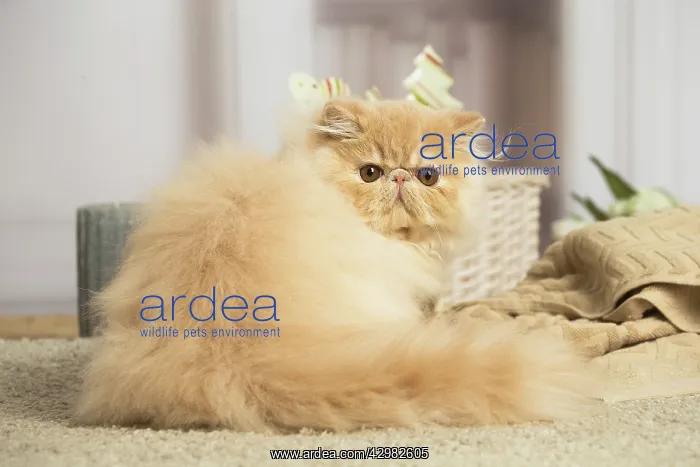 : Cream Persian cat indoors : Cream Persian cat indoors