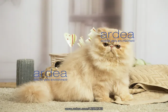 : Cream Persian cat indoors : Cream Persian cat indoors