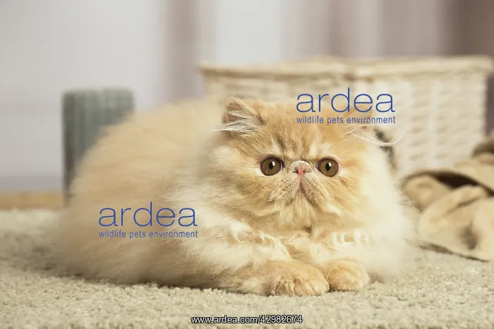 : Cream Persian cat indoors : Cream Persian cat indoors