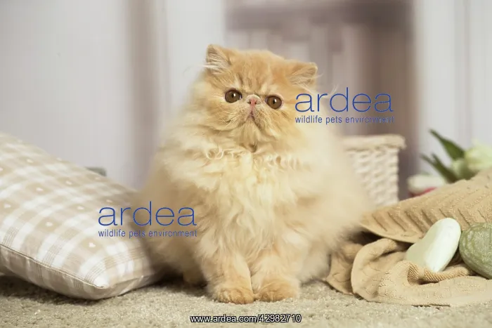 : Cream Persian cat indoors : Cream Persian cat indoors