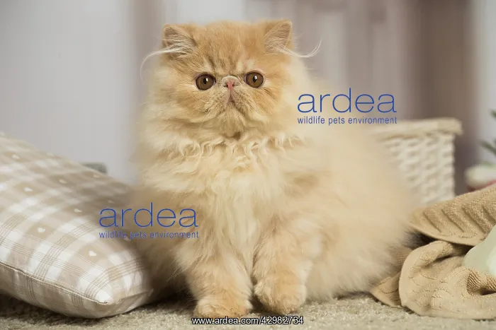 : Cream Persian cat indoors : Cream Persian cat indoors