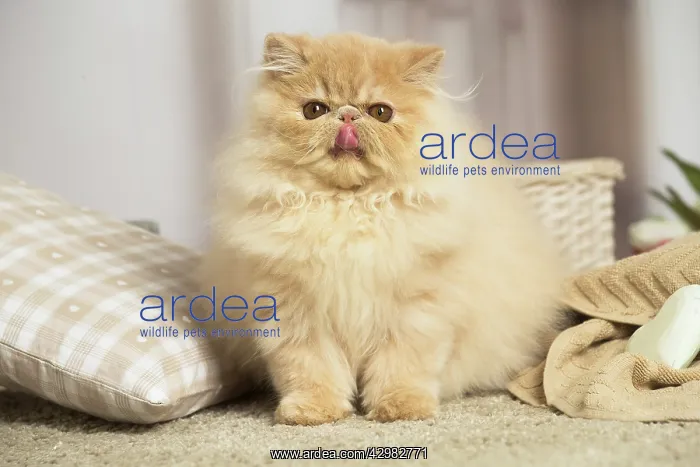 : Cream Persian cat indoors : Cream Persian cat indoors