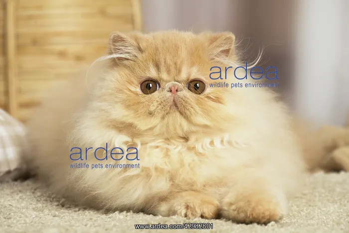 : Cream Persian cat indoors : Cream Persian cat indoors