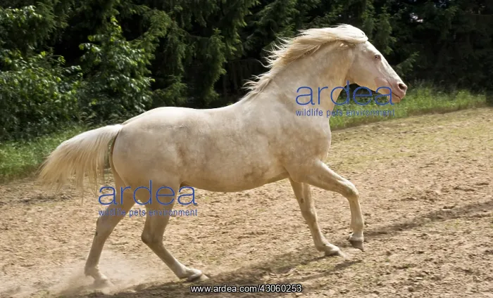 : Cream Plein papier Stallion galloping on a trail France : Cream Plein papier Stallion galloping on a trail France