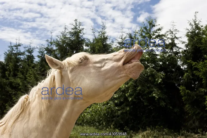 : Cream Plein papier Stallion smelling the air France : Cream Plein papier Stallion smelling the air France